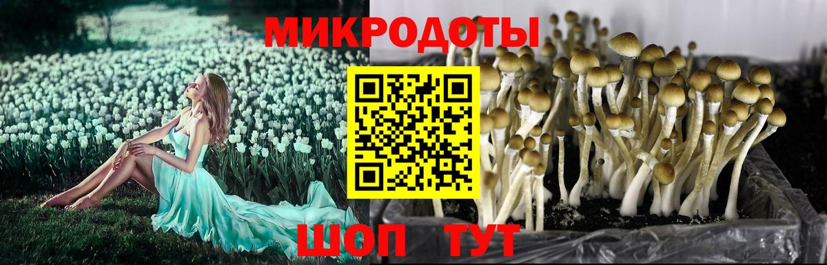 Галлюциногенные грибы Psilocybe  Псилоцибиновые грибы GOLDEN TEACHER  Тихвин  Вход с VPN 